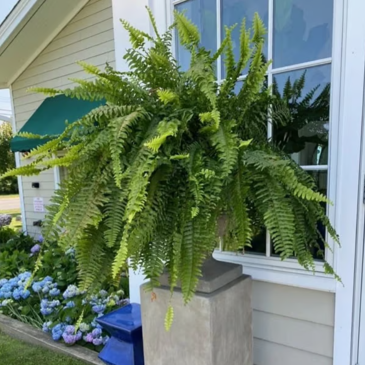 🔥On Sale Only Today 🌱 UV-Resistant Lifelike Artificial Boston Fern
